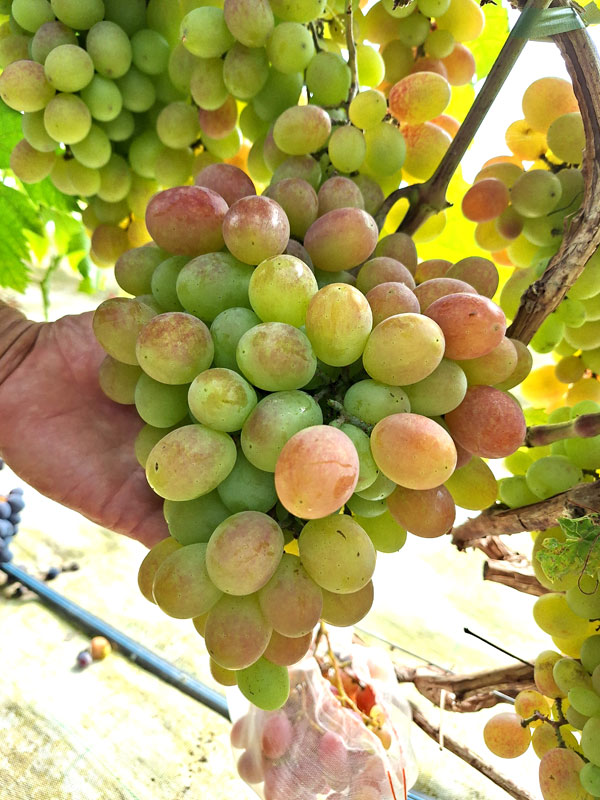 Šķirnei ‘Anita’ ķekars tik liels, ka varbūt sver pat kilogramu.
Autors: Foto – Kristīne Sēnele