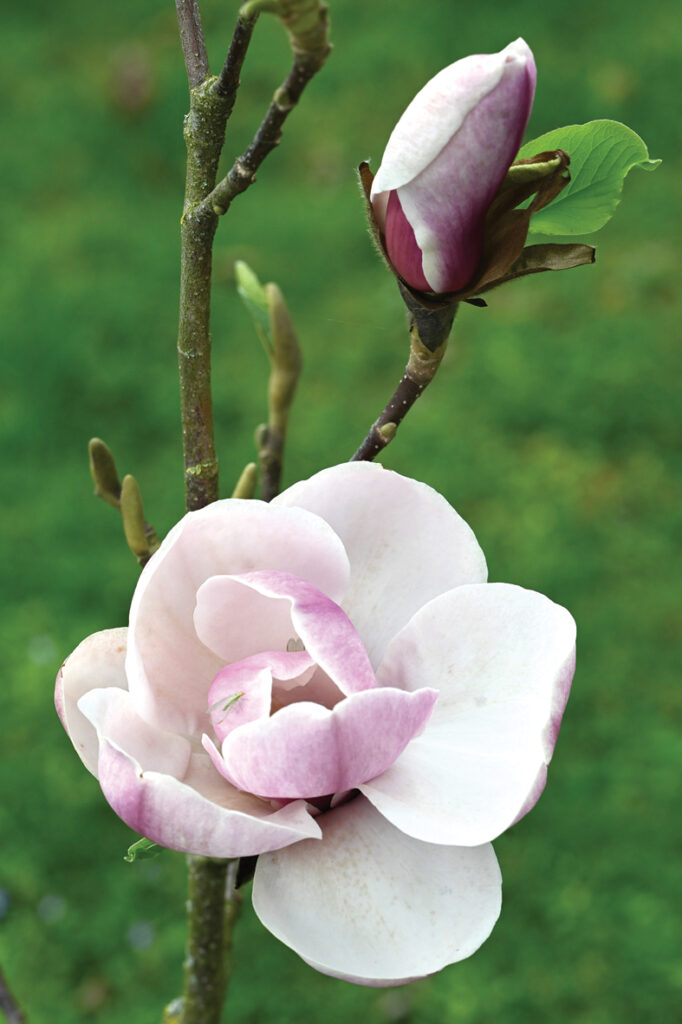 Lieli, pasakaini skaistas formas ziedi ir šķirnei ‘April Melody’, taču tā zied salīdzinoši agri un ziedi var ciest salnās.
Autors: Foto no Elīnas Kilēvicas personiskā arhīva