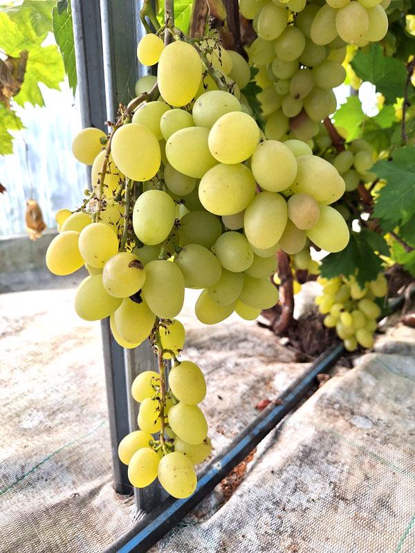 ‘Arkadia’ mēdz dēvēt arī par vīnogu karalieni. 
Autors: Foto – Kristīne Sēnele