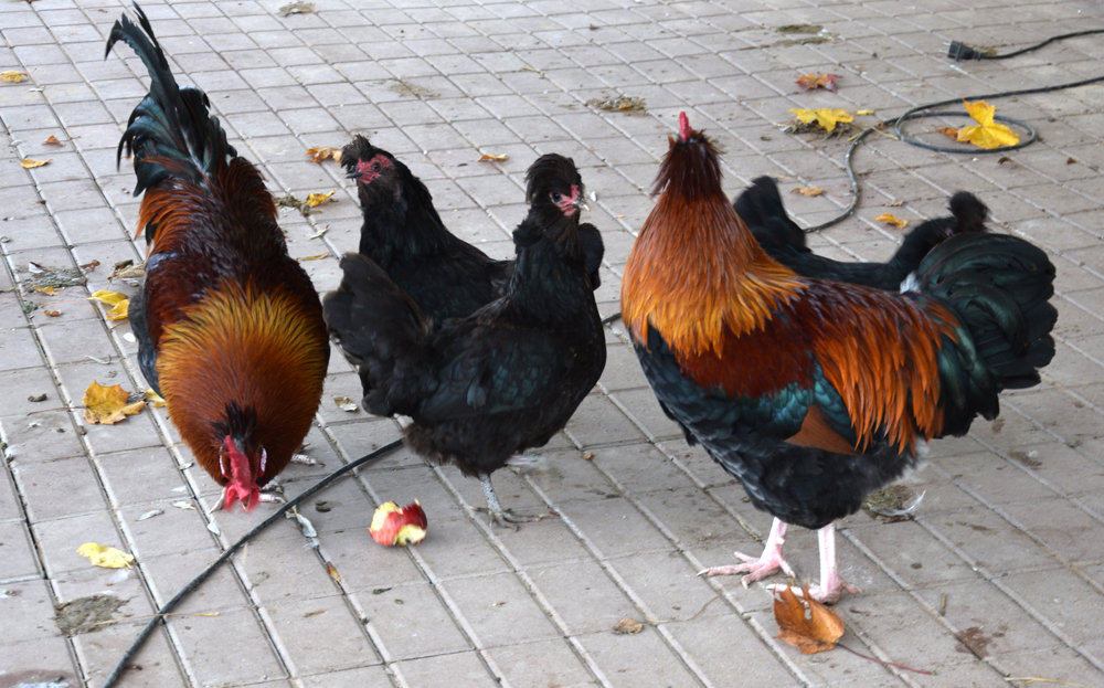 Brāļi «austrieši» lakstojās ap sveša gaiļa vistām.
Autors: Foto – Māris Krūmiņš