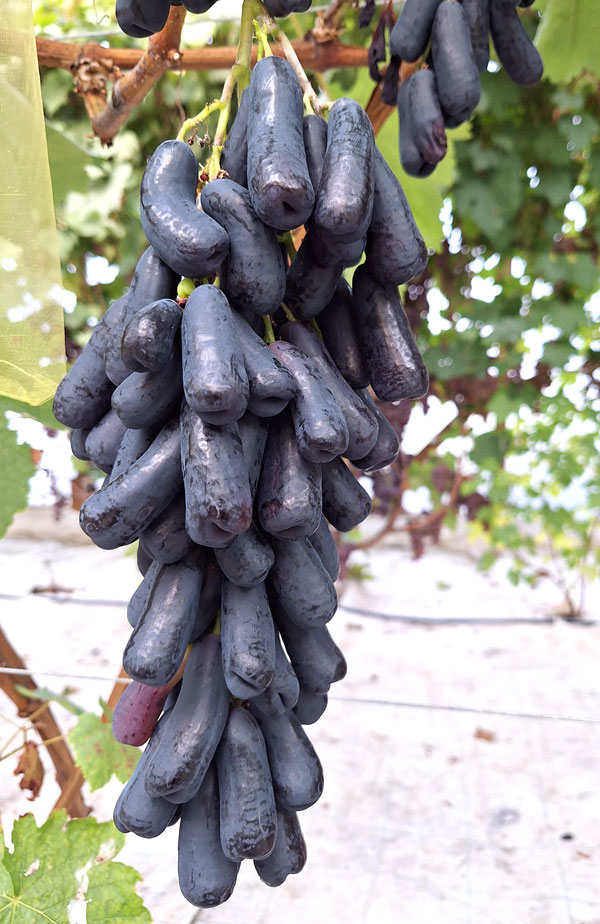 Nepieklājīgās ‘Avatar’ vīnogas, bet cilvēkiem tās patīk.

Autors: Foto – Kristīne Sēnele