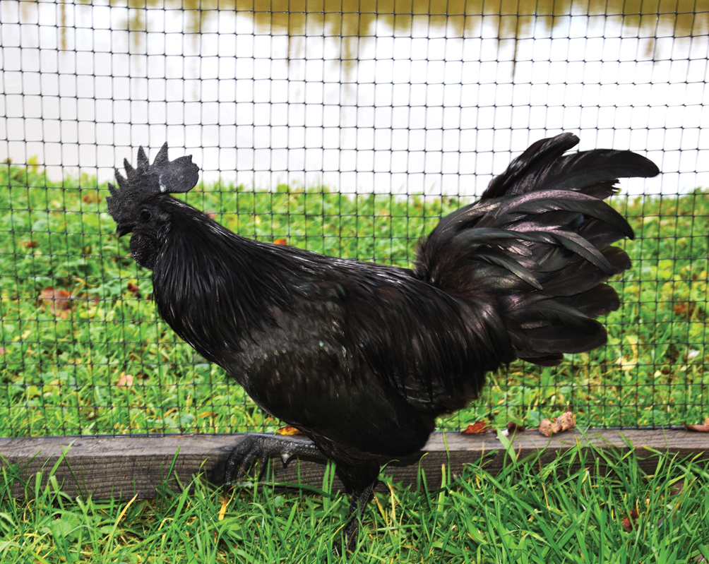 ‘Ayam Cemani’ melns ir ne tikai eksterjers, bet arī kauli, rīkle un iekšas.
Autors: Foto – Māris Krūmiņš