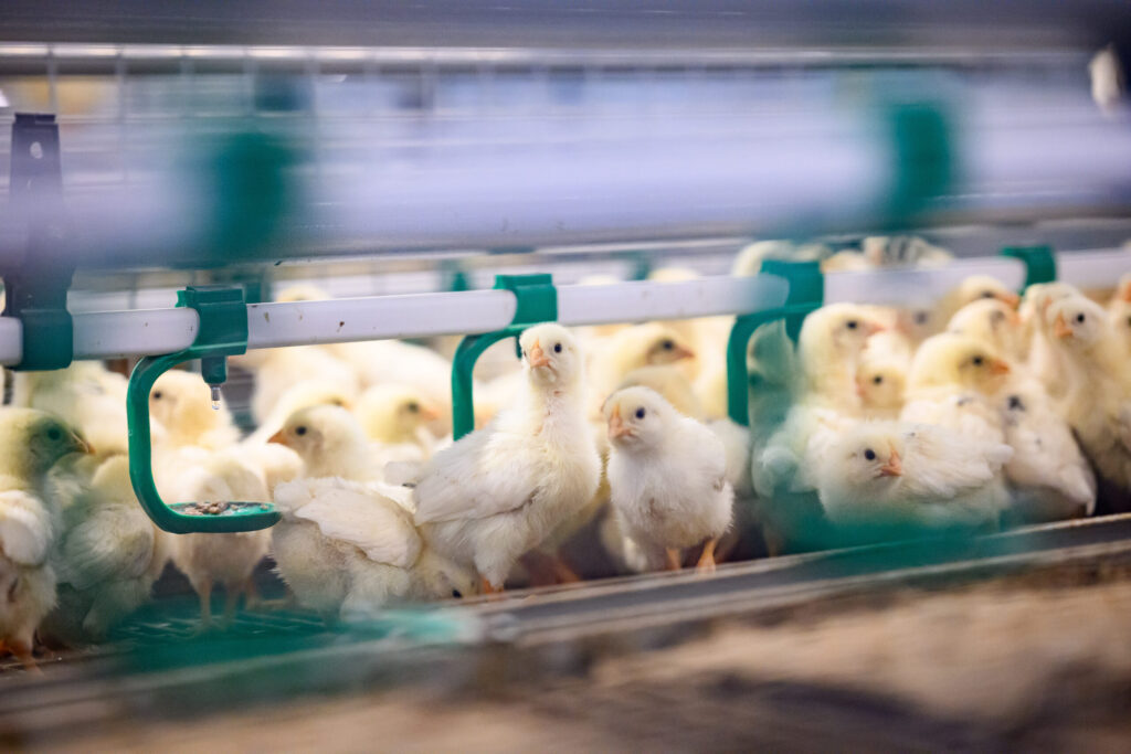 Autors: Roberts Blaubuks, Balticovo