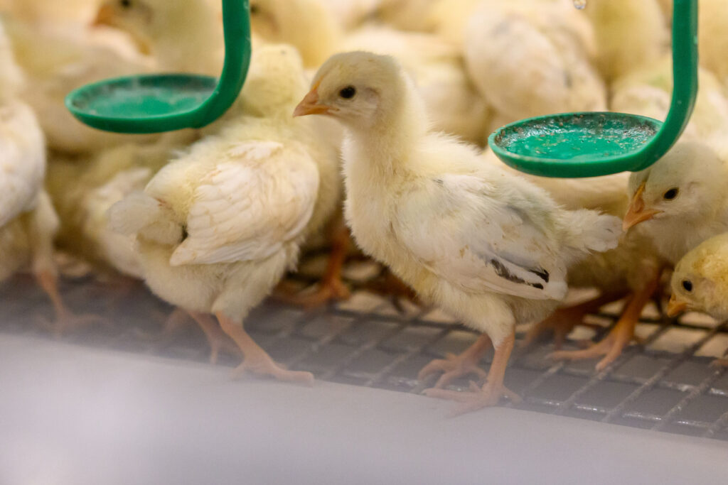 Autors: Roberts Blaubuks, Balticovo