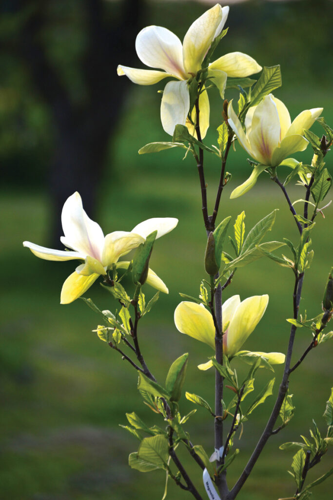 Dzeltenās magnolijas ‘Banana Split’ plaukstas lieluma zieds vēl neesot tas iespaidīgākais. Ir šķirnes arī ar divtik lieliem ziediem. Šķirne nosaukumu ieguvusi, jo zieda krāsa līdzīga banāna ēdamajai daļai. 
Autors: Foto no Elīnas Kilēvicas personiskā arhīva