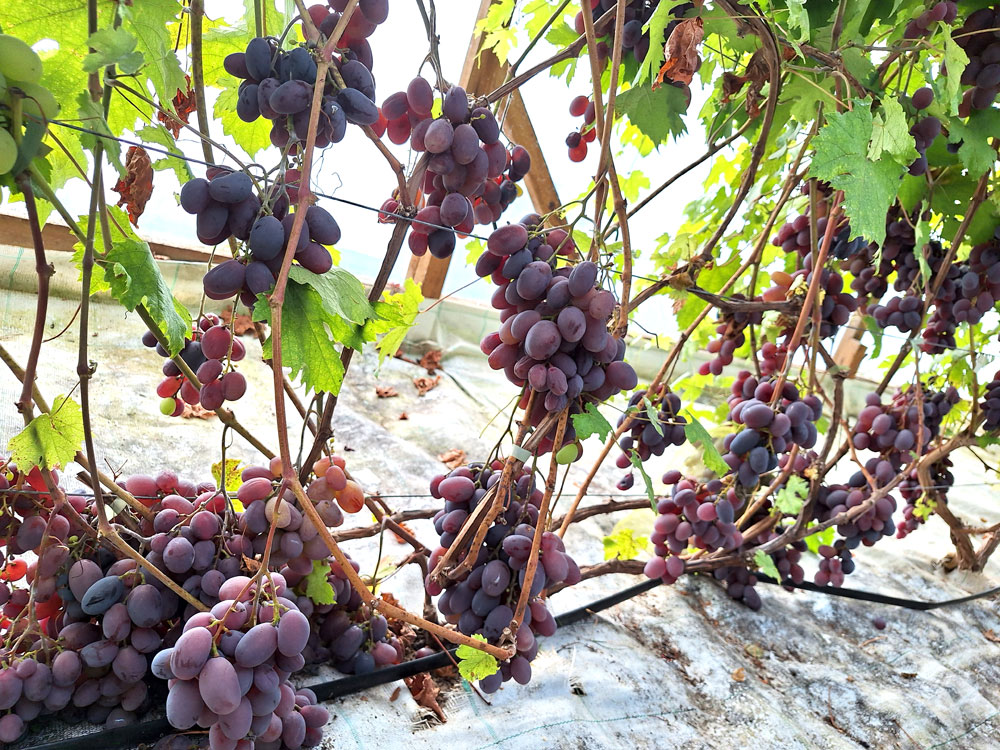 'Banketnij'
Autors: Foto – Kristīne Sēnele