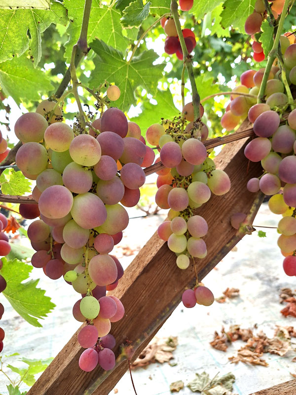 'Black globe'
Autors: Foto – Kristīne Sēnele