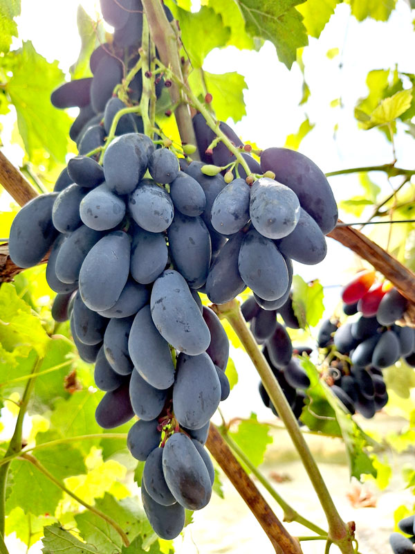 ‘Čornij kogotj’. 
Autors: Foto – Kristīne Sēnele