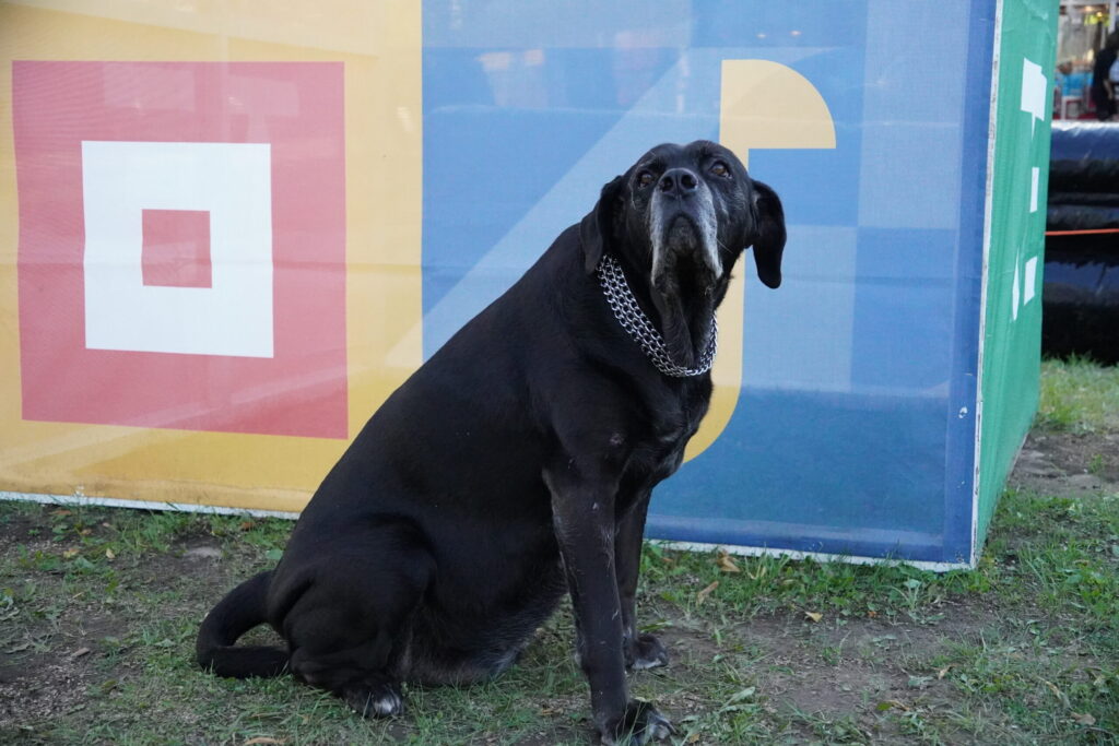 Autors: Kaspars Kalējs