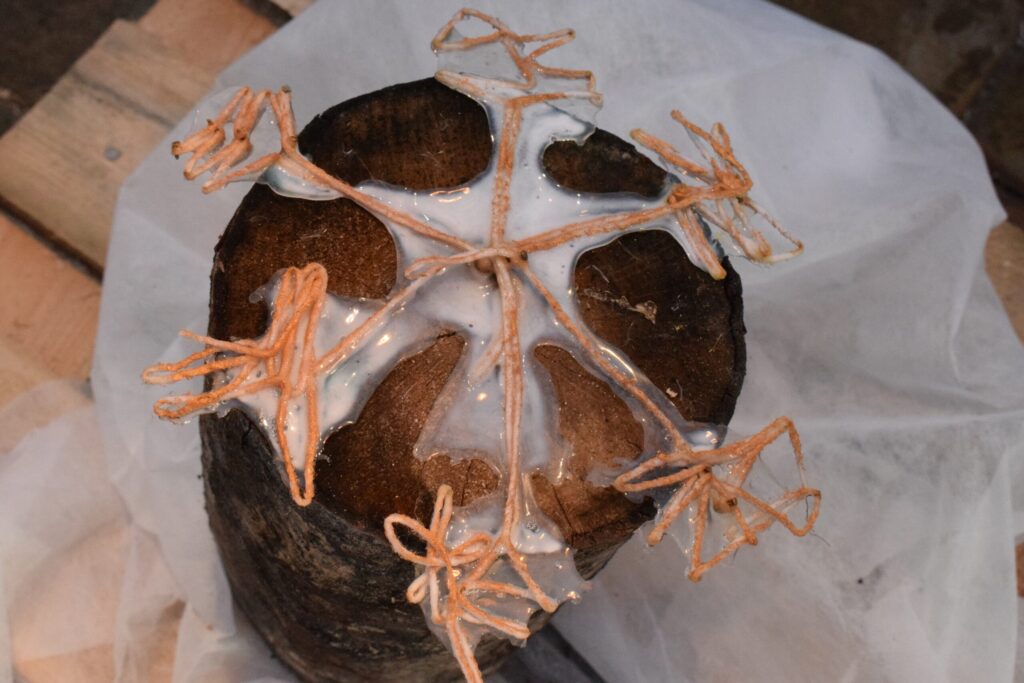 Autors: Žanna Zālīte