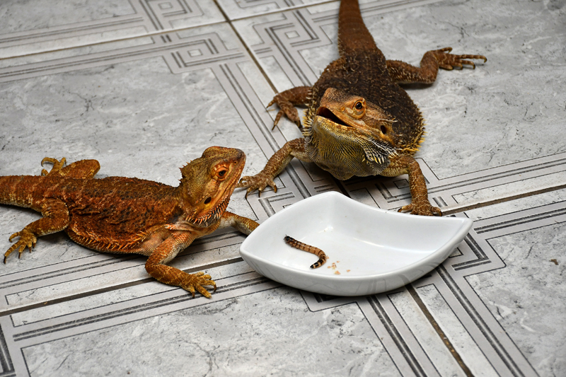 Autors: Ivars Bogdanovs