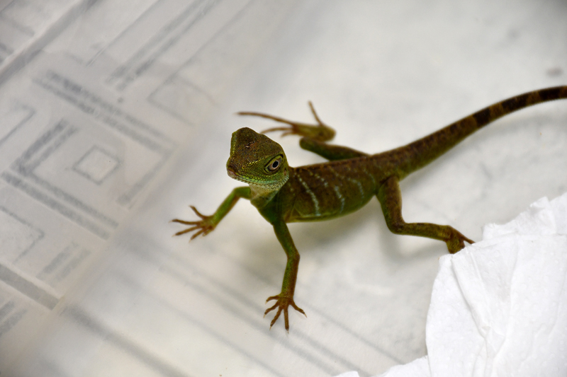 Autors: Ivars Bogdanovs