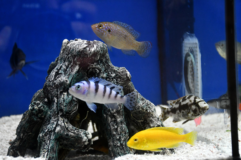 Autors: Ivars Bogdanovs