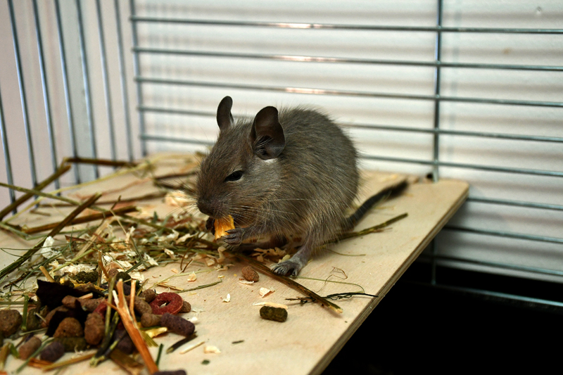 Autors: Ivars Bogdanovs