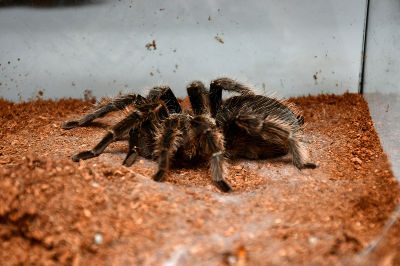 Autors: Ivars Bogdanovs