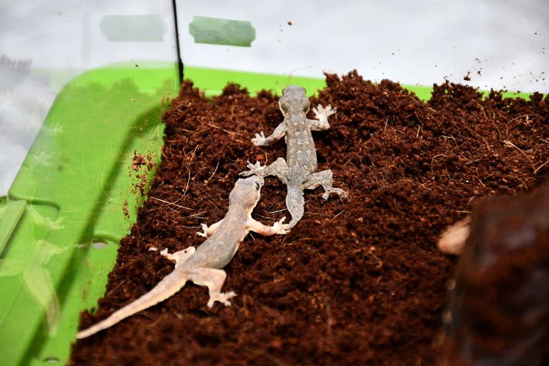 Autors: Ivars Bogdanovs