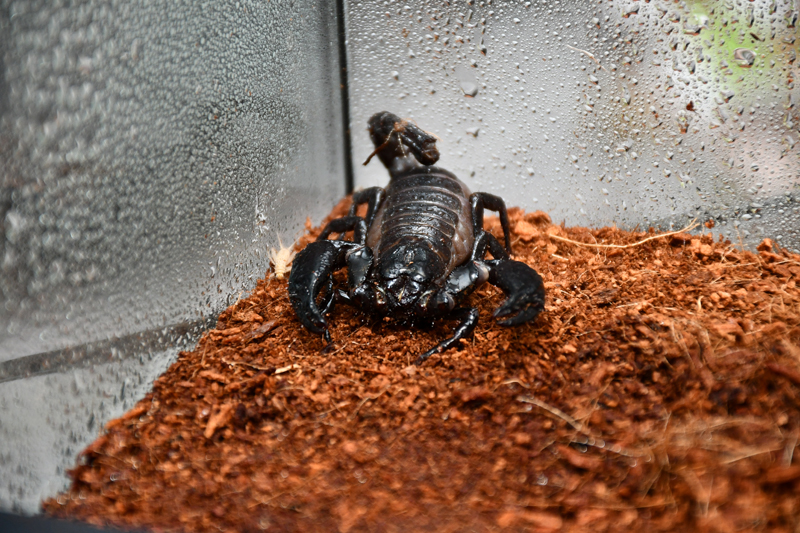 Autors: Ivars Bogdanovs