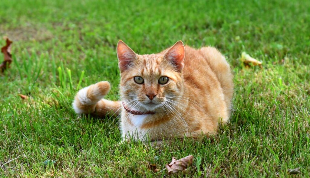 Autors: Uldis Varnevičs