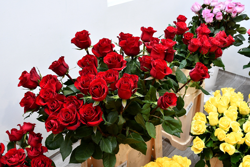 Autors: Ivars Bogdanovs