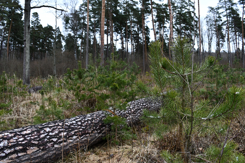 Autors: Ivars Bogdanovs