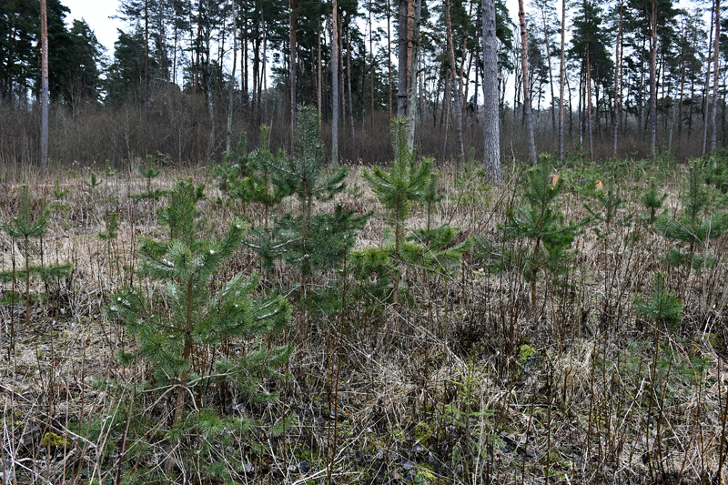 Autors: Ivars Bogdanovs