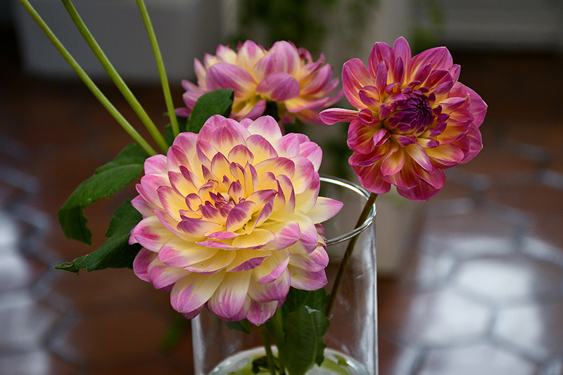 Autors: Ivars Bogdanovs