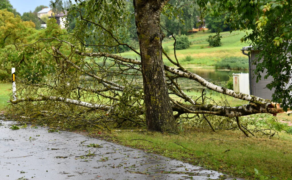 Autors: Uldis Varnevičs