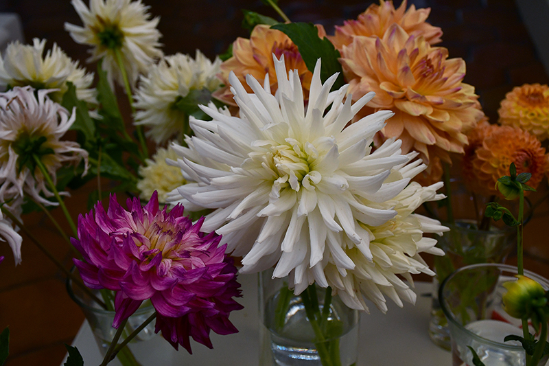 Autors: Ivars Bogdanovs