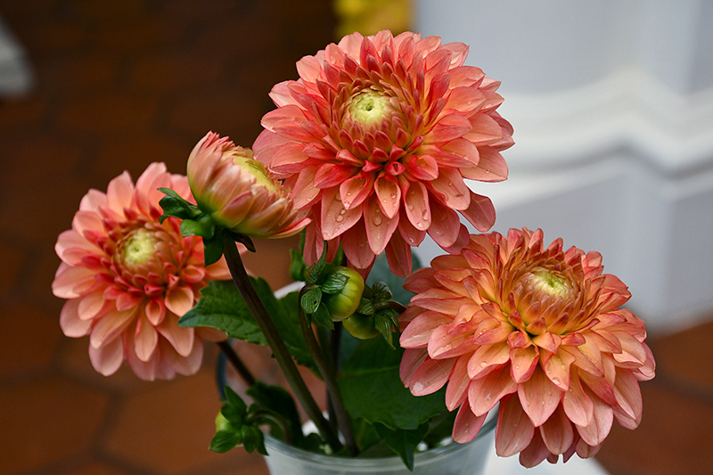 Autors: Ivars Bogdanovs