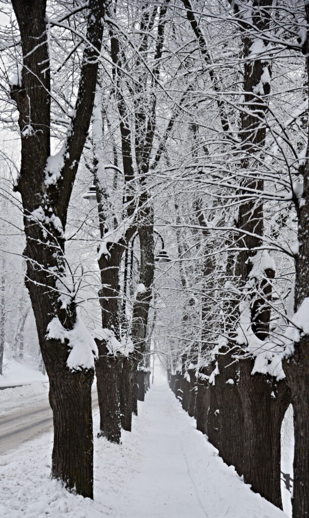 Autors: Uldis Varnevičs