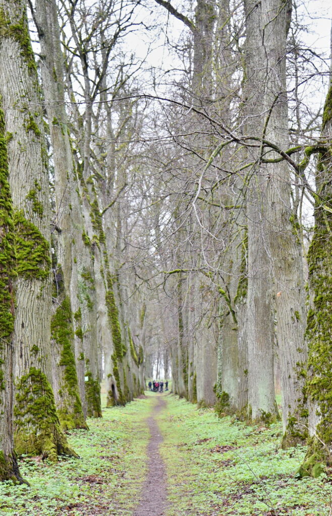 Autors: Uldis Varnevičs