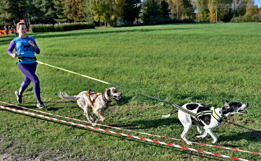Autors: Uldis Varnevičs