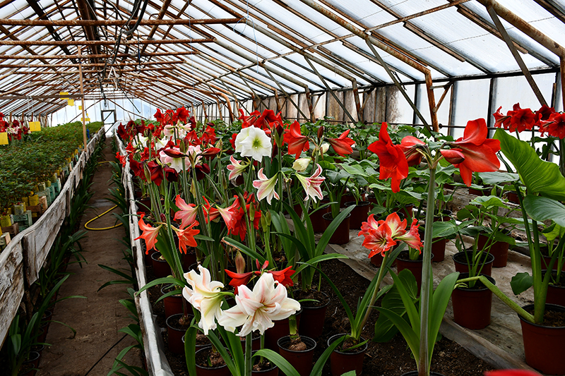 Autors: Ivars Bogdanovs