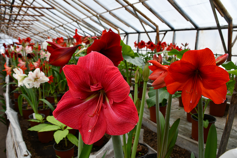 Autors: Ivars Bogdanovs