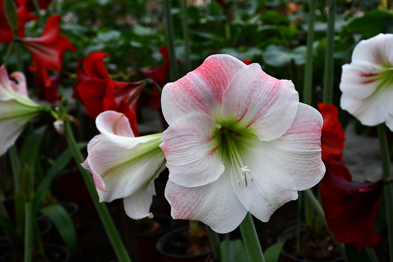 Autors: Ivars Bogdanovs