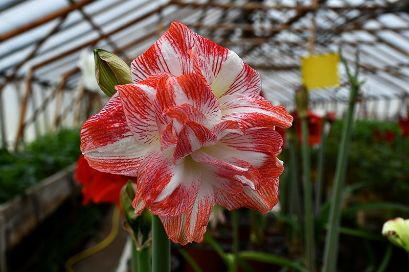 Autors: Ivars Bogdanovs