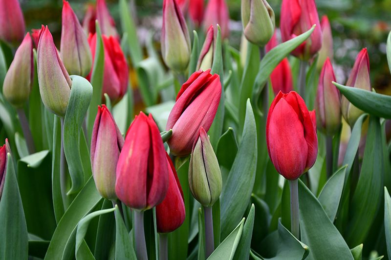 Autors: Ivars Bogdanovs