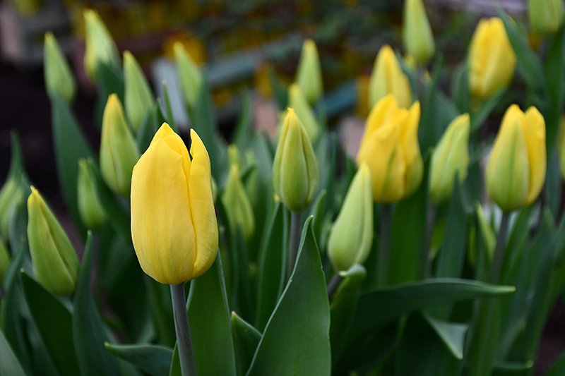 Autors: Ivars Bogdanovs