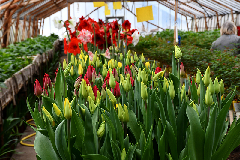 Autors: Ivars Bogdanovs