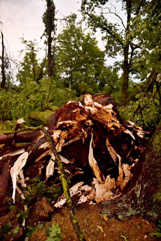 Autors: Uldis Varnevičs