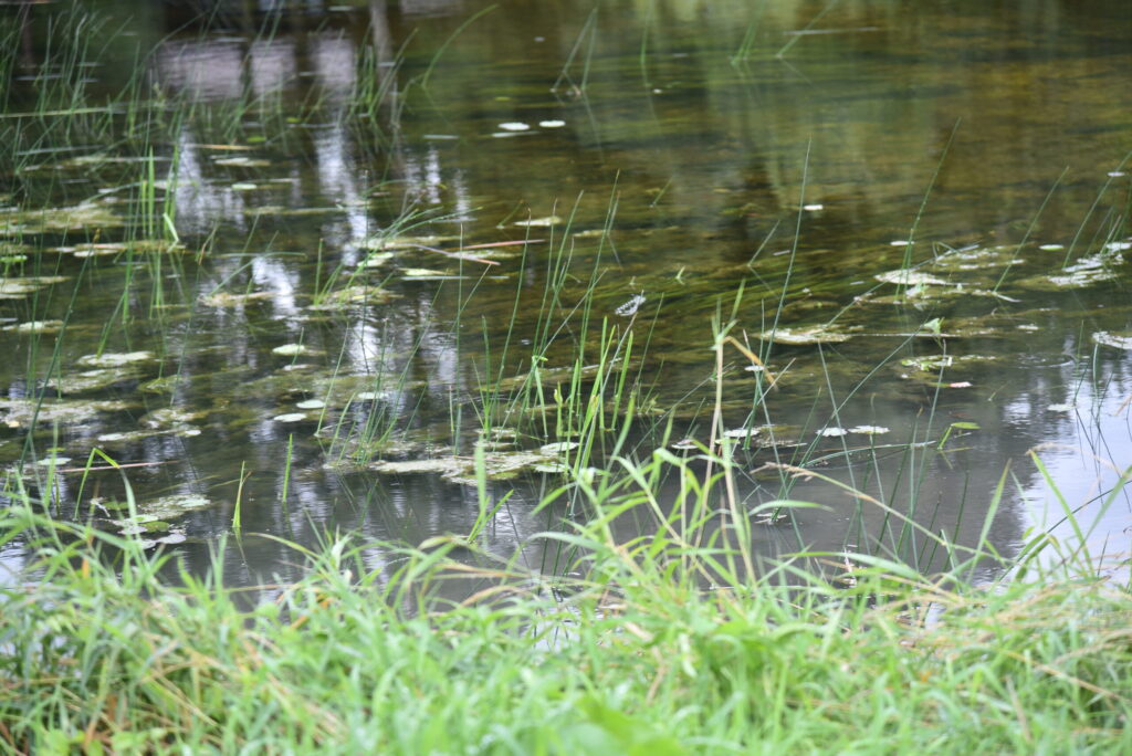 Autors: Uldis Varnevičs