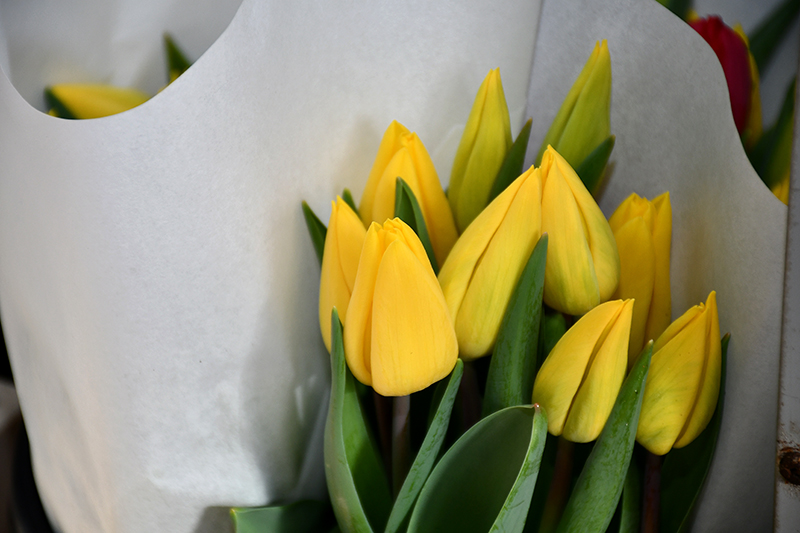 Autors: Ivars Bogdanovs