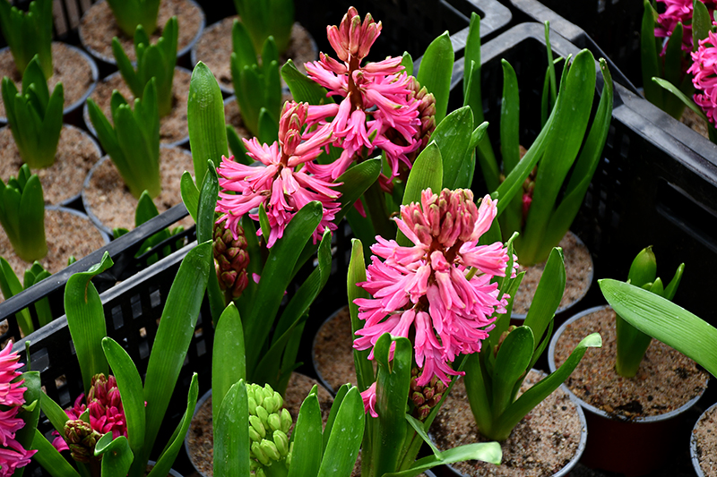 Autors: Ivars Bogdanovs