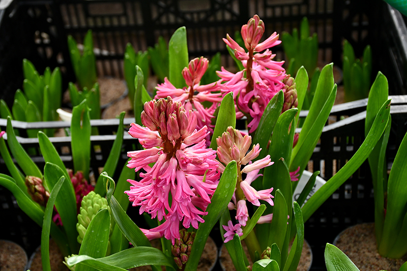 Autors: Ivars Bogdanovs