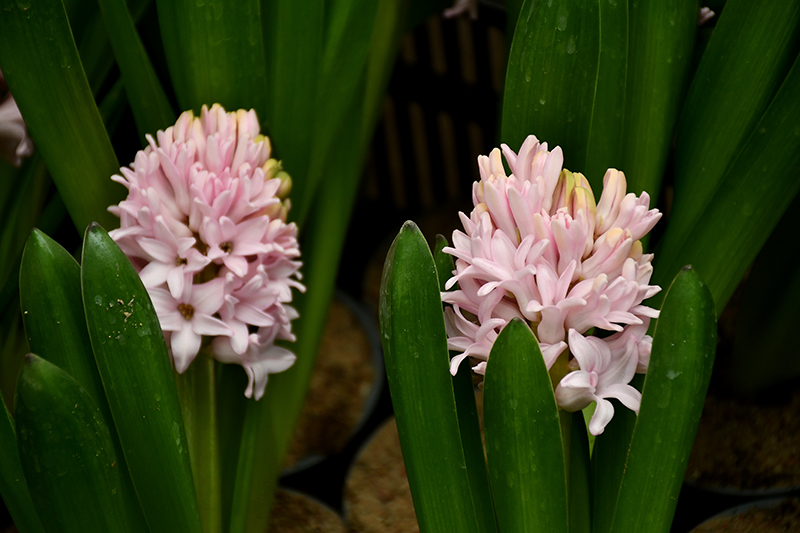 Autors: Ivars Bogdanovs