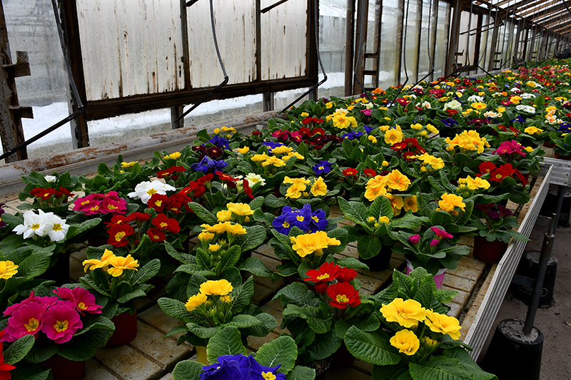 Autors: Ivars Bogdanovs