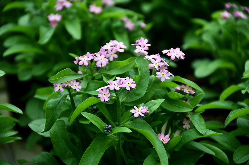 Autors: Ivars Bogdanovs