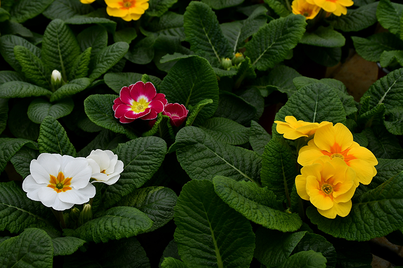 Autors: Ivars Bogdanovs