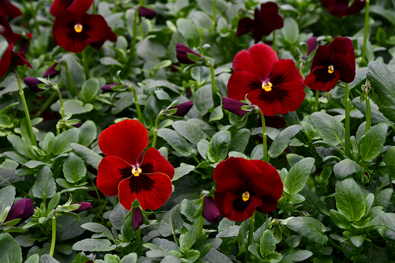 Autors: Ivars Bogdanovs