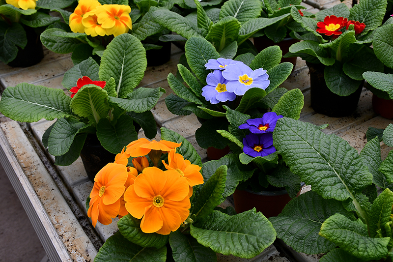 Autors: Ivars Bogdanovs